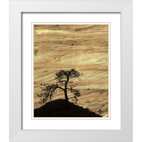 UT, Zion NP Pine tree silhouetted against rock White Modern Wood Framed Art Print with Double Matting by Young, Bill