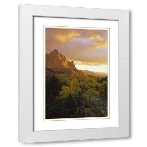 UT, Zion NP  Canyon landscape at sunset White Modern Wood Framed Art Print with Double Matting by Young, Bill