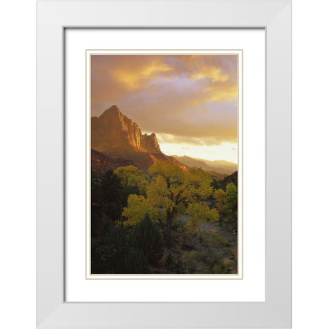 UT, Zion NP  Canyon landscape at sunset White Modern Wood Framed Art Print with Double Matting by Young, Bill