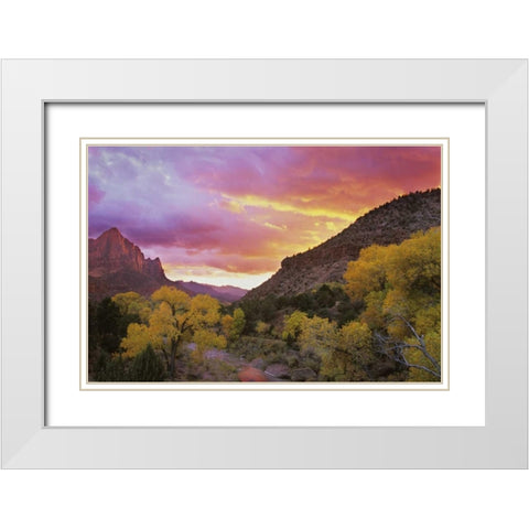UT, Zion NP  Canyon landscape at sunset White Modern Wood Framed Art Print with Double Matting by Young, Bill