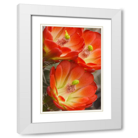 Utah, Canyonlands NP Detail of claret cup cactus White Modern Wood Framed Art Print with Double Matting by Paulson, Don