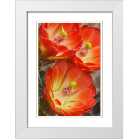 Utah, Canyonlands NP Detail of claret cup cactus White Modern Wood Framed Art Print with Double Matting by Paulson, Don