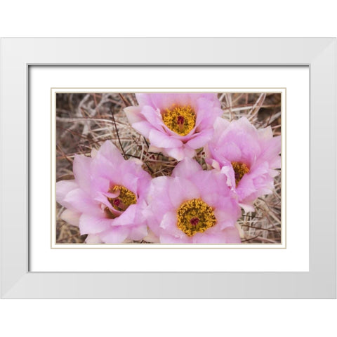Utah, Canyonlands NP Hedgehog cactus flowers White Modern Wood Framed Art Print with Double Matting by Paulson, Don
