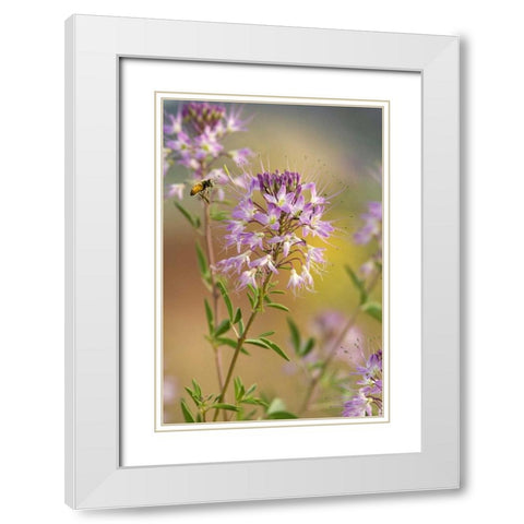 Utah Honey bee landing on mountain bee plant White Modern Wood Framed Art Print with Double Matting by Welling, Dave