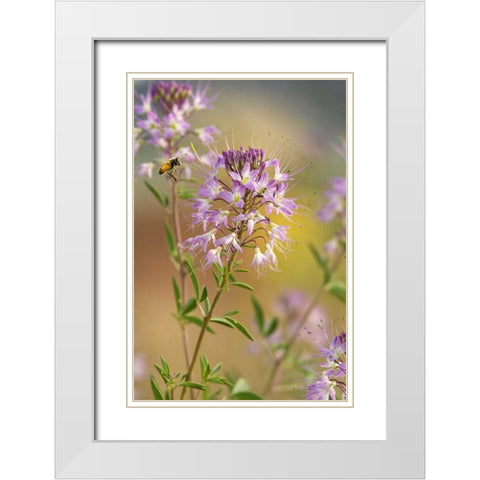Utah Honey bee landing on mountain bee plant White Modern Wood Framed Art Print with Double Matting by Welling, Dave