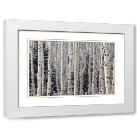 USA, Utah Aspen trees in Hells Backbone area White Modern Wood Framed Art Print with Double Matting by Paulson, Don