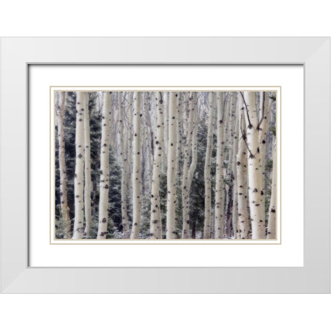 USA, Utah Aspen trees in Hells Backbone area White Modern Wood Framed Art Print with Double Matting by Paulson, Don
