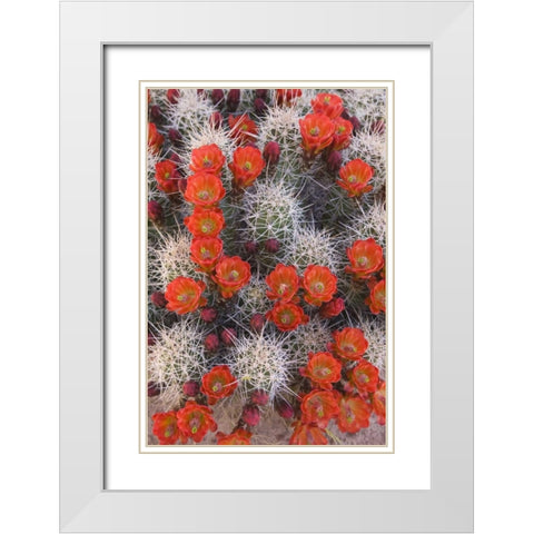 Utah, Canyonlands NP Claretcup cactus in bloom White Modern Wood Framed Art Print with Double Matting by Paulson, Don