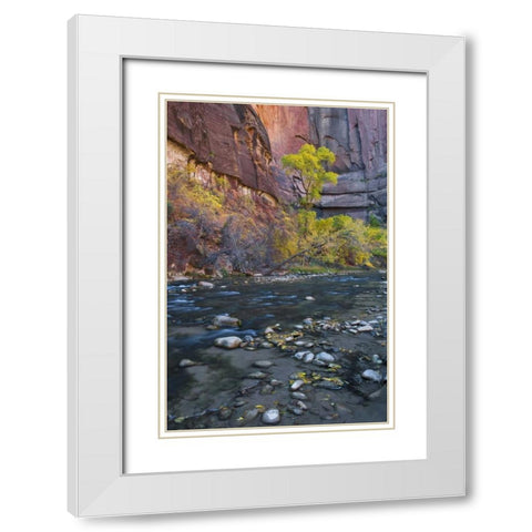 UT, Zion NP The Narrows with cottonwood trees White Modern Wood Framed Art Print with Double Matting by Rotenberg, Nancy