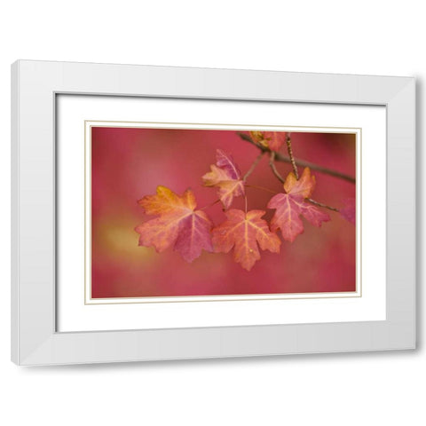 Utah, Zion NP Close-up of sawtooth maple branch White Modern Wood Framed Art Print with Double Matting by Rotenberg, Nancy