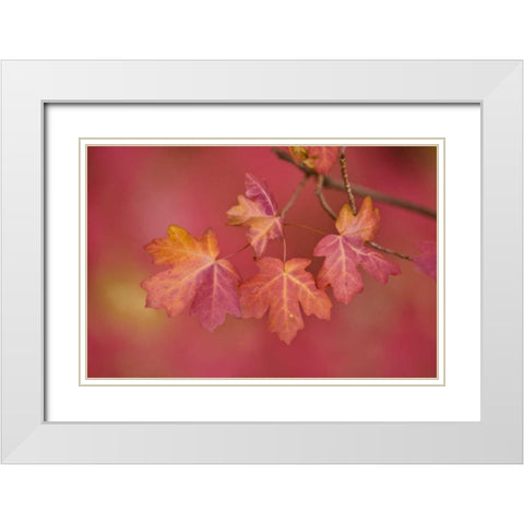 Utah, Zion NP Close-up of sawtooth maple branch White Modern Wood Framed Art Print with Double Matting by Rotenberg, Nancy