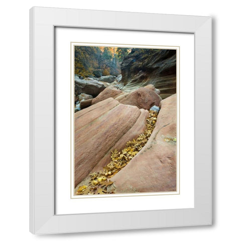 UT, Zion NP Canyon walls with fallen leaves White Modern Wood Framed Art Print with Double Matting by Rotenberg, Nancy