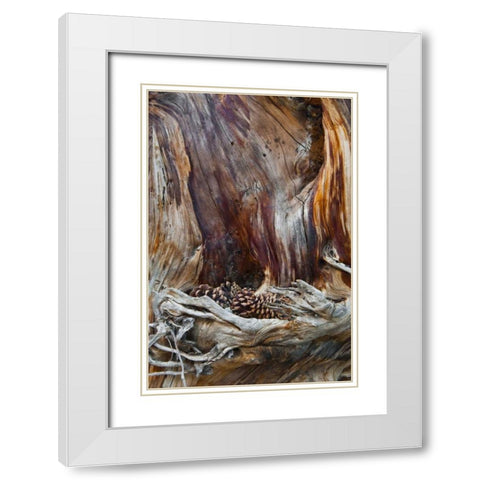 USA, Utah, Zion NP Trunk with fallen pine cones White Modern Wood Framed Art Print with Double Matting by Rotenberg, Nancy