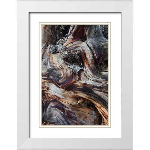 USA, Utah, Zion NP Gnarled dead tree stump White Modern Wood Framed Art Print with Double Matting by Rotenberg, Nancy