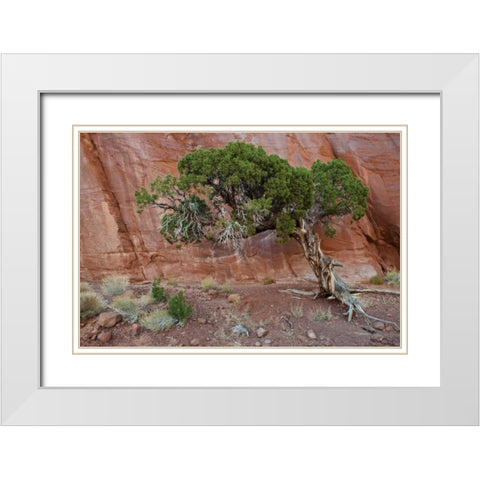 UT, Monument Valley Juniper tree in barren land White Modern Wood Framed Art Print with Double Matting by Rotenberg, Nancy