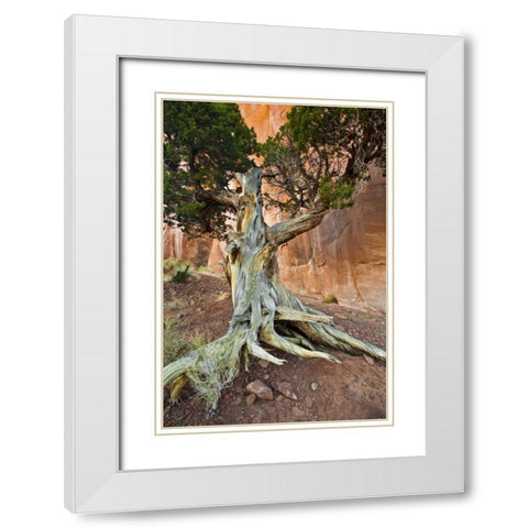 UT, Monument Valley Juniper tree in barren land White Modern Wood Framed Art Print with Double Matting by Rotenberg, Nancy