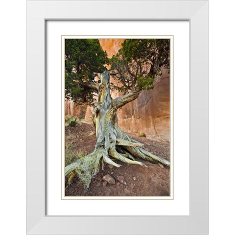 UT, Monument Valley Juniper tree in barren land White Modern Wood Framed Art Print with Double Matting by Rotenberg, Nancy