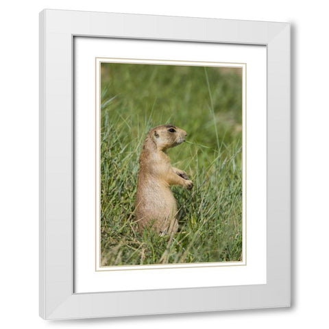 Utah, Bryce Canyon Utah prairie dog calling White Modern Wood Framed Art Print with Double Matting by Welling, Dave