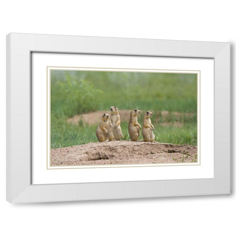 UT, Bryce Canyon Utah prairie dogs by den White Modern Wood Framed Art Print with Double Matting by Welling, Dave