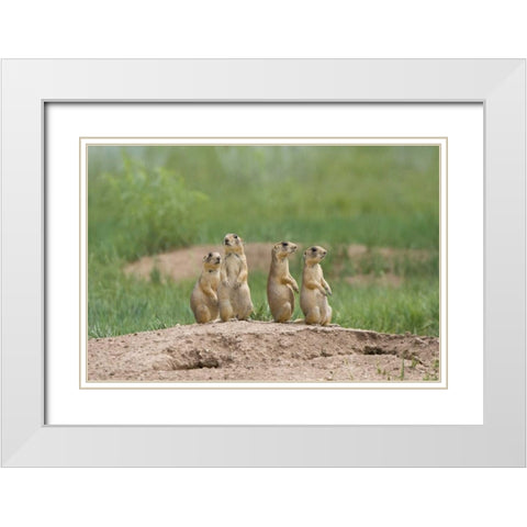 UT, Bryce Canyon Utah prairie dogs by den White Modern Wood Framed Art Print with Double Matting by Welling, Dave