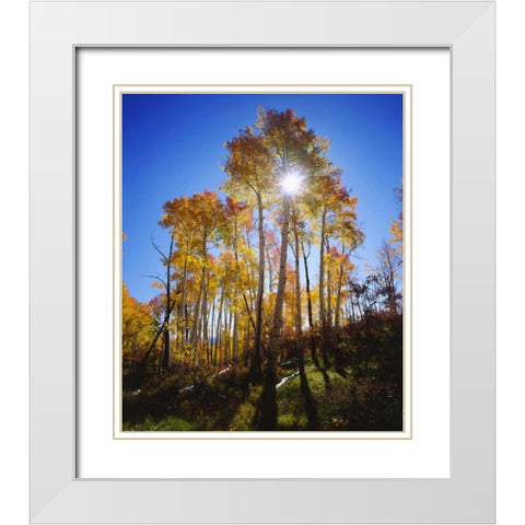 Utah, Fall colors of Aspen trees White Modern Wood Framed Art Print with Double Matting by Talbot Frank, Christopher