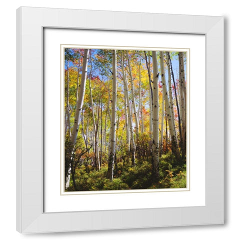 USA, Utah, Fall colors of Aspen trees White Modern Wood Framed Art Print with Double Matting by Talbot Frank, Christopher