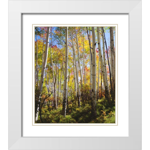USA, Utah, Fall colors of Aspen trees White Modern Wood Framed Art Print with Double Matting by Talbot Frank, Christopher