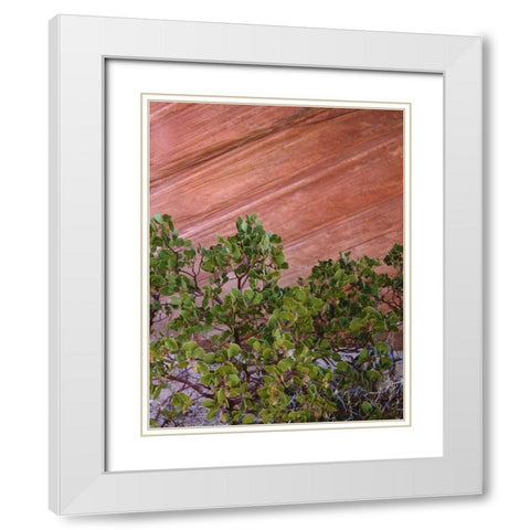 Utah, Zion NP Manzanita bush and sandstone wall White Modern Wood Framed Art Print with Double Matting by Flaherty, Dennis