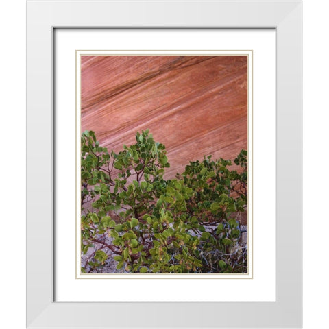 Utah, Zion NP Manzanita bush and sandstone wall White Modern Wood Framed Art Print with Double Matting by Flaherty, Dennis