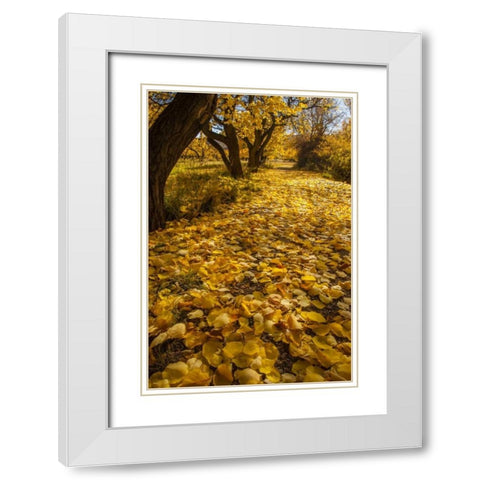 UT, Capitol Reef Fremont River Trail in autumn White Modern Wood Framed Art Print with Double Matting by Illg, Cathy and Gordon