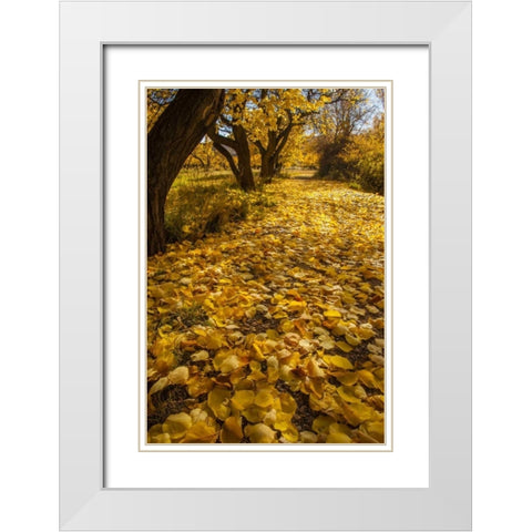UT, Capitol Reef Fremont River Trail in autumn White Modern Wood Framed Art Print with Double Matting by Illg, Cathy and Gordon