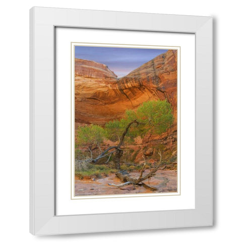 Utah, Glen Canyon Cottonwood tree in Pool Canyon White Modern Wood Framed Art Print with Double Matting by Paulson, Don