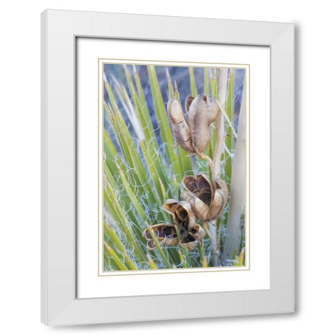 Utah, Glen Canyon A yucca plant with seed pods White Modern Wood Framed Art Print with Double Matting by Paulson, Don