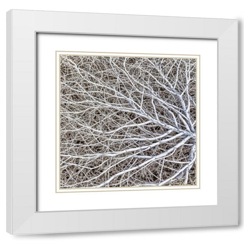 Utah, Glen Canyon NRA Close-up of tumble weed White Modern Wood Framed Art Print with Double Matting by Paulson, Don