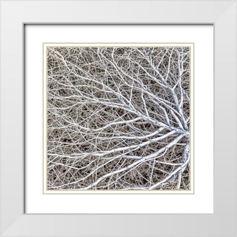 Utah, Glen Canyon NRA Close-up of tumble weed White Modern Wood Framed Art Print with Double Matting by Paulson, Don