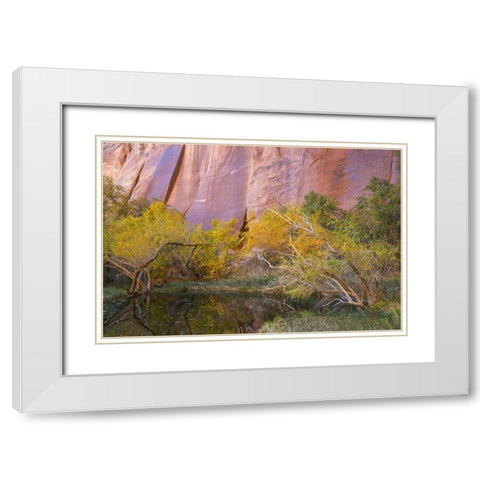Utah, Glen Canyon NRA An oasis in Forest Cove White Modern Wood Framed Art Print with Double Matting by Paulson, Don