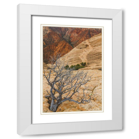 Utah Landscape in Dixie National Forest White Modern Wood Framed Art Print with Double Matting by Paulson, Don