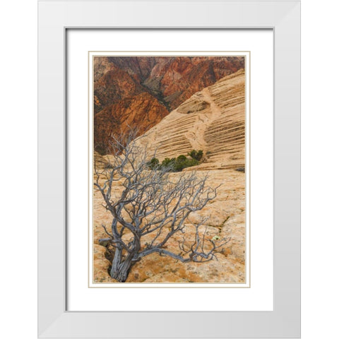Utah Landscape in Dixie National Forest White Modern Wood Framed Art Print with Double Matting by Paulson, Don