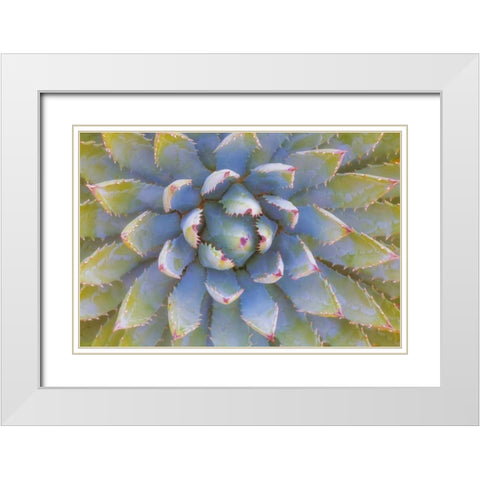 Utah, Dixie National Forest Yucca plant White Modern Wood Framed Art Print with Double Matting by Paulson, Don
