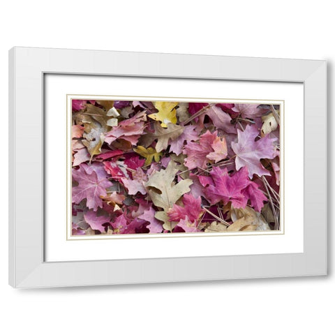 Utah, Zion NP Red maple and oak leaves White Modern Wood Framed Art Print with Double Matting by Bush, Marie