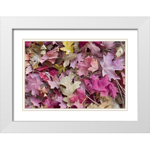 Utah, Zion NP Red maple and oak leaves White Modern Wood Framed Art Print with Double Matting by Bush, Marie