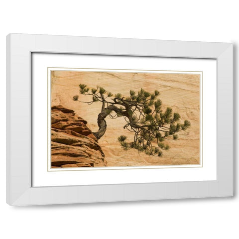 Utah, Zion NP Pine tree growing out of red rocks White Modern Wood Framed Art Print with Double Matting by Bush, Marie