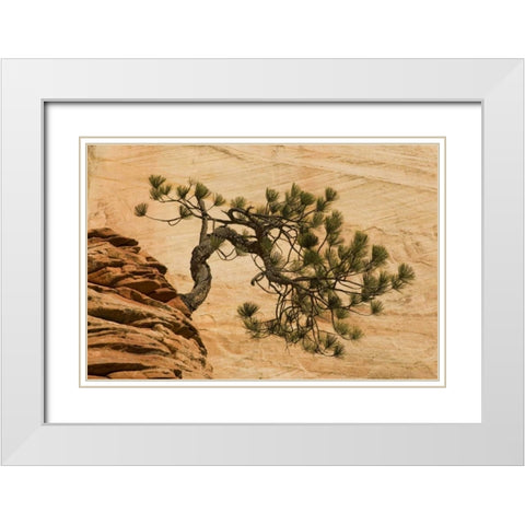 Utah, Zion NP Pine tree growing out of red rocks White Modern Wood Framed Art Print with Double Matting by Bush, Marie