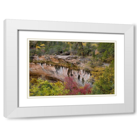 USA, Utah, Zion NP Emerald Pool Trail scenic White Modern Wood Framed Art Print with Double Matting by Bush, Marie