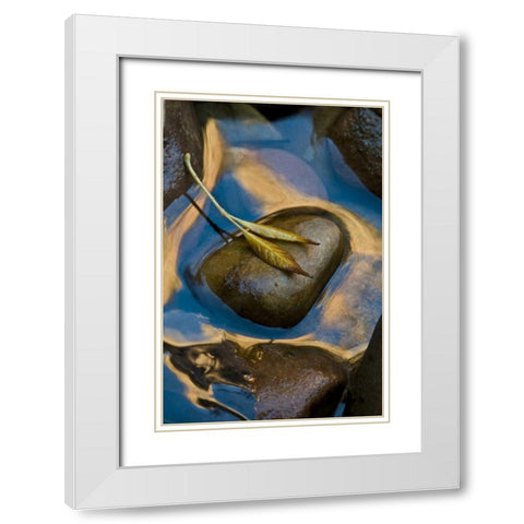 USA, Utah, Zion NP Leaf on rock in water White Modern Wood Framed Art Print with Double Matting by Rotenberg, Nancy