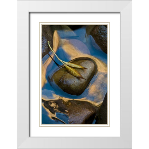 USA, Utah, Zion NP Leaf on rock in water White Modern Wood Framed Art Print with Double Matting by Rotenberg, Nancy