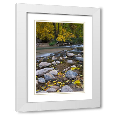 Utah, Zion NP The Narrows with fallen leaves White Modern Wood Framed Art Print with Double Matting by Rotenberg, Nancy