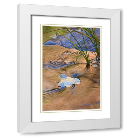 Utah, Zion NP Cottonwood leaves in Pine Creek White Modern Wood Framed Art Print with Double Matting by Rotenberg, Nancy