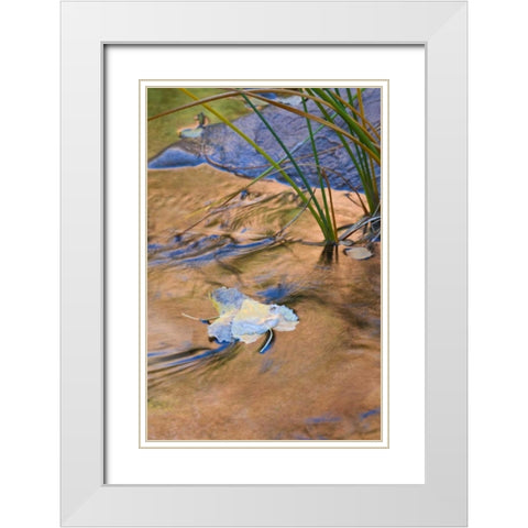 Utah, Zion NP Cottonwood leaves in Pine Creek White Modern Wood Framed Art Print with Double Matting by Rotenberg, Nancy