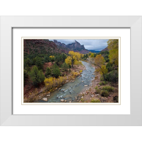 Utah, Zion NP Virgin River and cottonwood trees White Modern Wood Framed Art Print with Double Matting by Rotenberg, Nancy